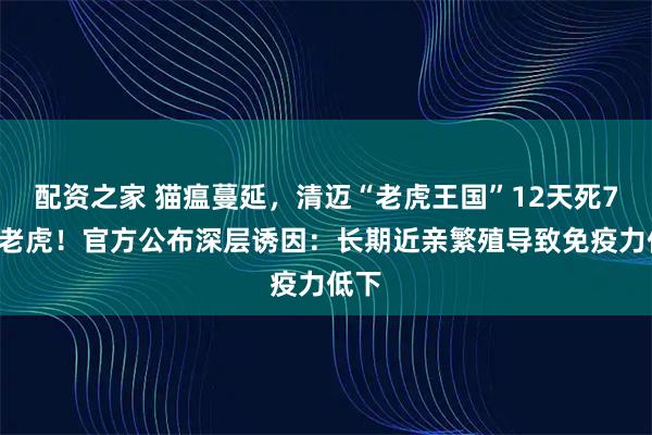 配资之家 猫瘟蔓延,清迈“老虎王国”12天死72只老虎!官方公布深层诱因:长期近亲繁殖导致免疫力低下